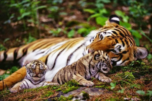 29. Júla, celá planéta oslavuje tigerov deň